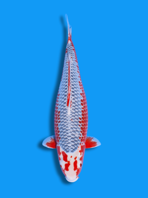 Unique Asagi | Koi&Co.